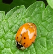 coccinelle carré